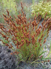 Restio quinquefarius