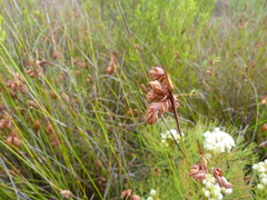 Restio quinquefarius