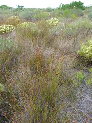 Restio quinquefarius