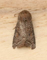 Protorthodes curtica