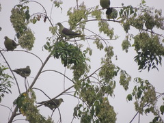 Treron formosae formosae