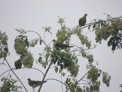 Treron formosae formosae