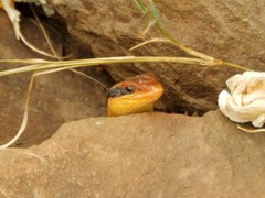 Trachylepis wahlbergii