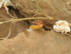 Trachylepis wahlbergii