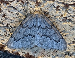 Nepytia pellucidaria