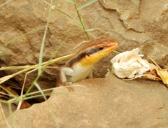 Trachylepis wahlbergii