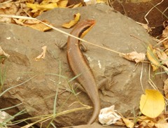 Trachylepis wahlbergii