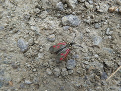 Zygaena exulans