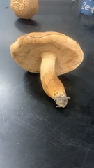 Tylopilus