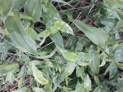 Tripogandra disgrega