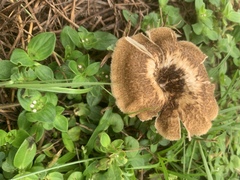 Lentinus crinitus