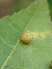 Caryomyia cilidolium