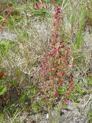 Rumex cordatus