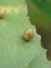 Caryomyia cilidolium