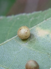 Caryomyia cilidolium
