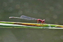 Enallagma dubium