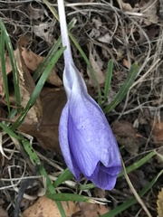 Crocus