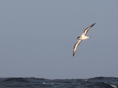 Pterodroma hasitata