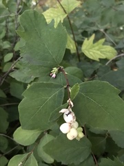 Symphoricarpos albus