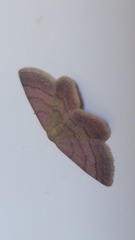 Scopula rubiginata