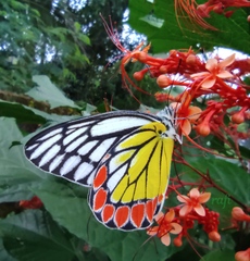 Delias eucharis