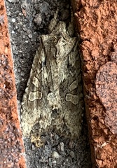 Lithophane disposita