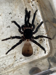 Cyclocosmia truncata