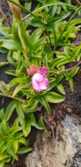 Disa pillansii