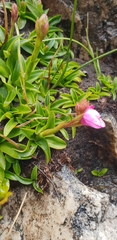 Disa pillansii