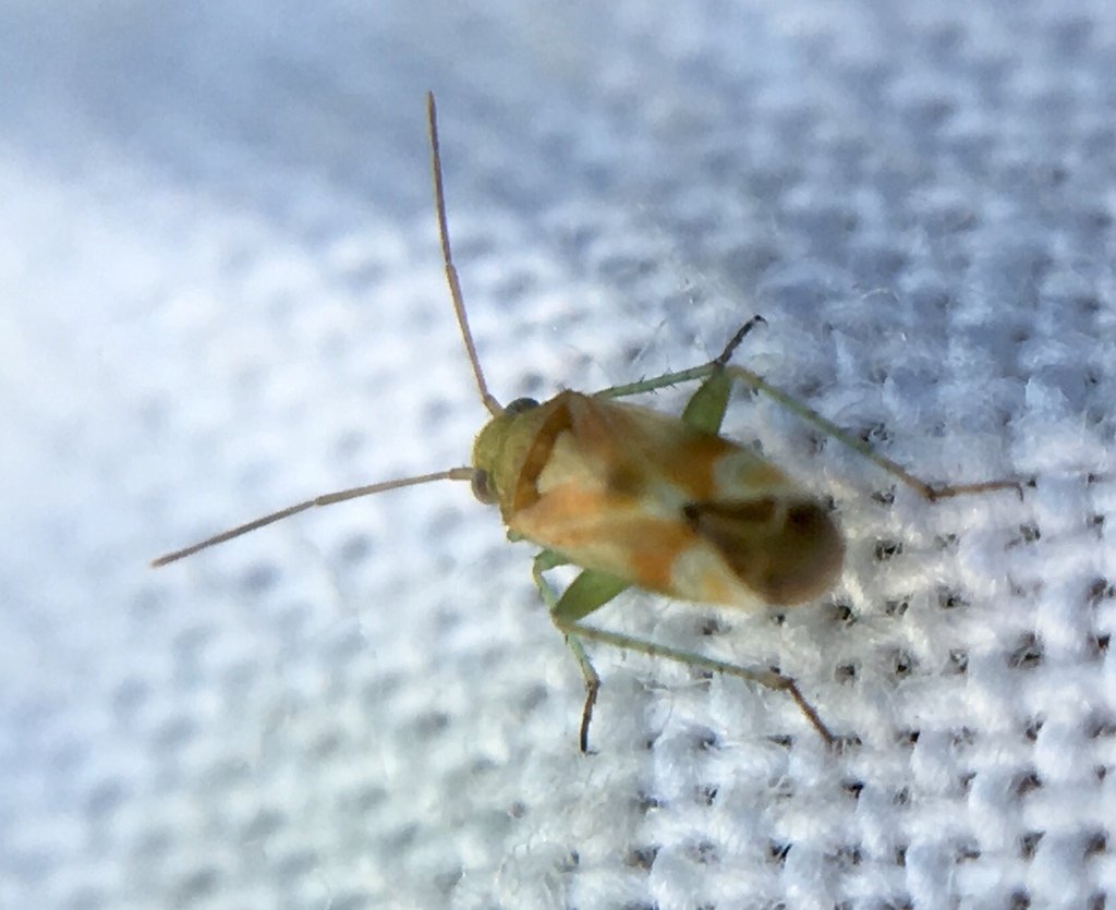 colourful tamarisk plant bug