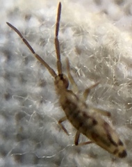 Entomobrya intermedia