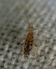 Entomobrya intermedia