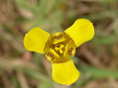 Trimezia martinicensis