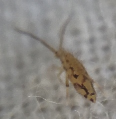 Entomobrya intermedia