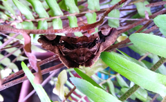 Euclystis guerini