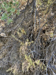 Galium martirense