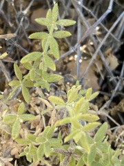 Galium martirense