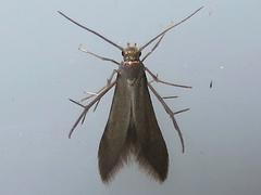 Schreckensteinia erythriella