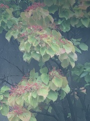 Clerodendrum paniculatum