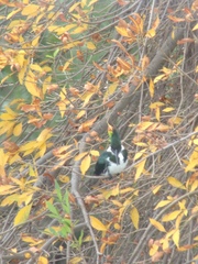 Chloroceryle amazona