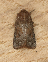 Protorthodes curtica