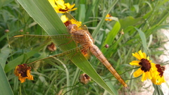 Crocothemis servilia mariannae
