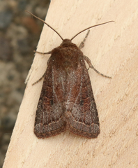 Protorthodes curtica