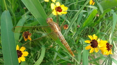 Crocothemis servilia mariannae
