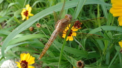 Crocothemis servilia mariannae