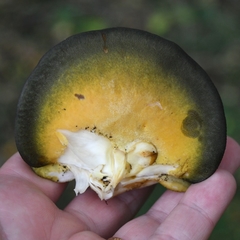 Sarcomyxa serotina