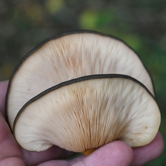 Sarcomyxa serotina