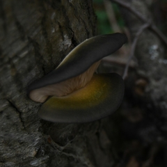 Sarcomyxa serotina