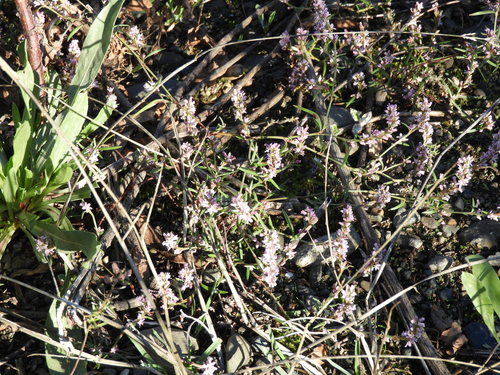 Image of Polygonum spergulariiforme by no rights reserved