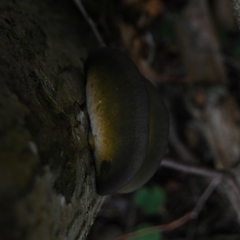 Sarcomyxa serotina